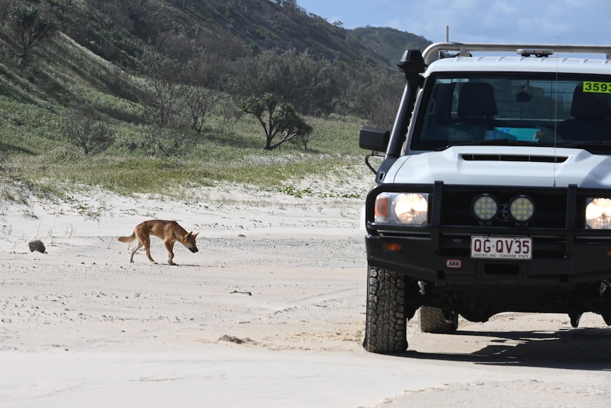 A dingo strikes a dominant pose as it approaches a ranger vehicle.