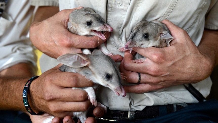 Triplet bilbies make first public appearance