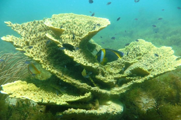 Coral bleaching