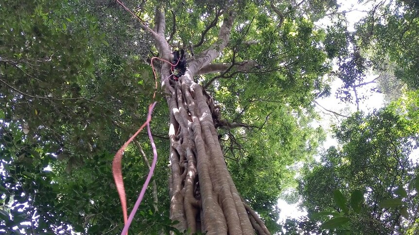Looking up a tall tree that has climbing ropes and harness attached