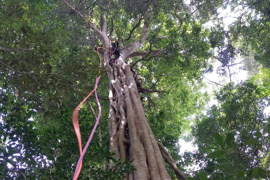 Looking up a tall tree that has climbing ropes and harness attached