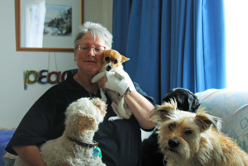 Woman sitting in a couch surround by small dogs