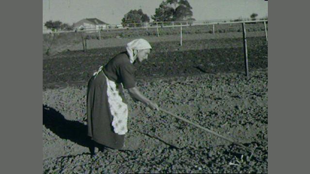 Woman hoes field by hand