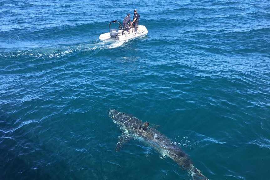 Shark near police boat