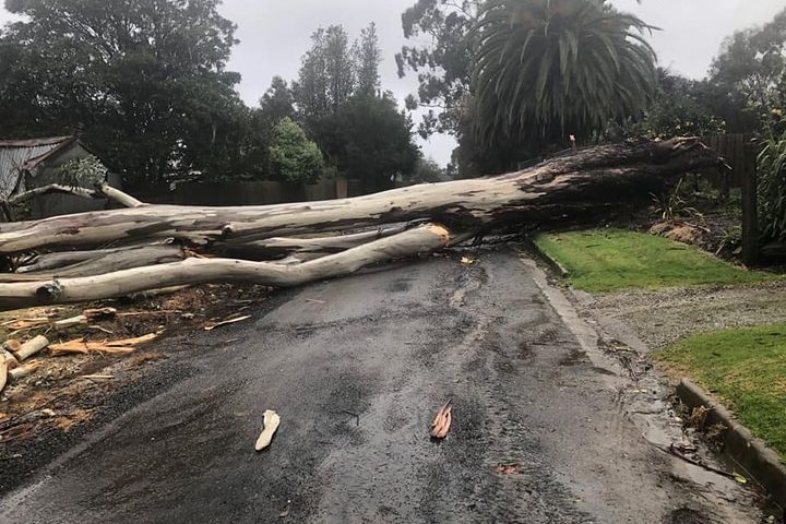 A large tree lying over a road.