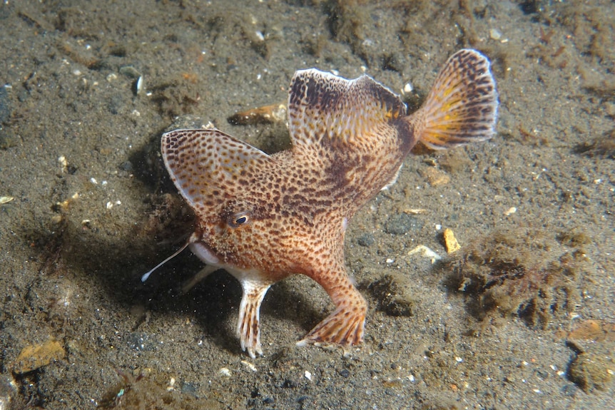 Endangered spotted hand fish in the River Derwent