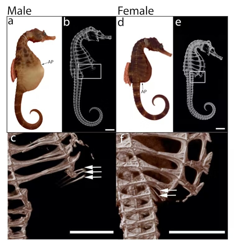 Diagrams of male and female seahorses showing how different anatomy allows both to give birth