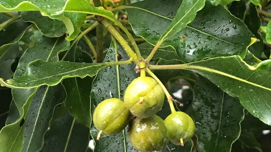 Close up of a mystery plant that a listener was told might be a Chinese pear.