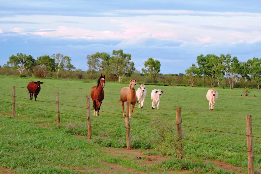 Mid range shot of two vibrant looking horses, three white cows and one red. Grass is long and very green.