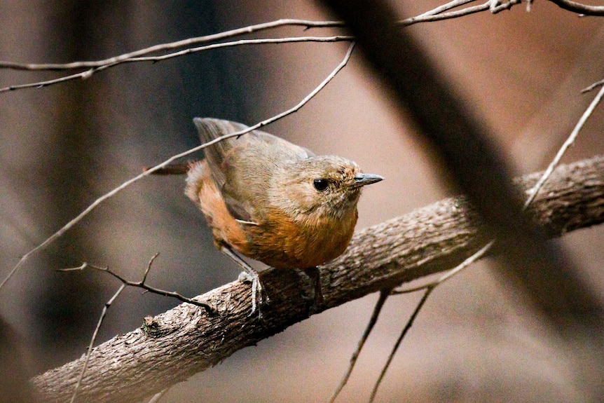 A small brown bird with orange chest feathers.