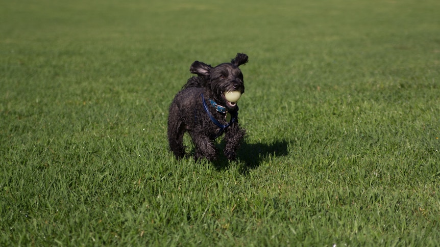 Tuxedo the dog at Camperdown Memorial Rest Park