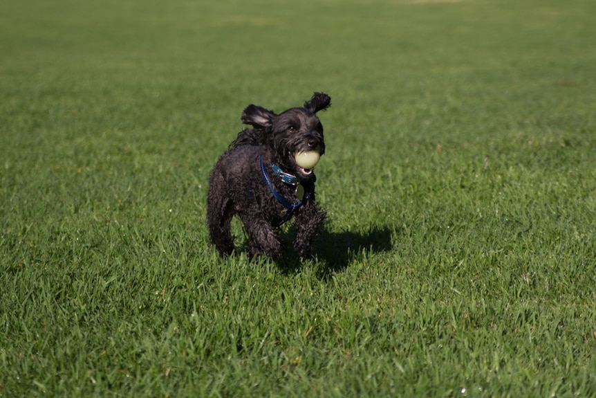 Tuxedo the dog at Camperdown Memorial Rest Park
