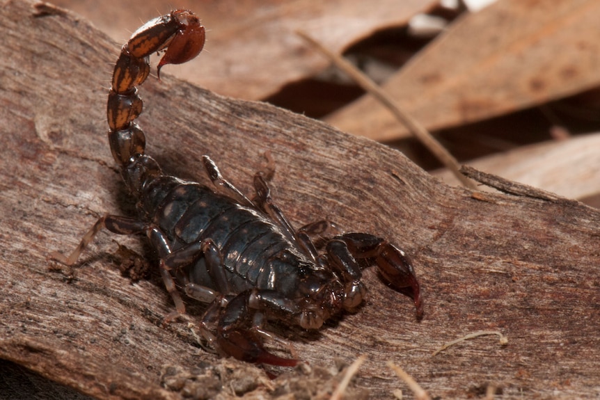 Dark brown scorpion measuring 4cm.