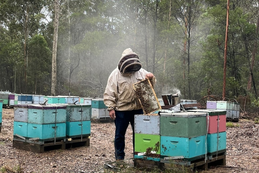 Beekeeper in a suit opening a hive.