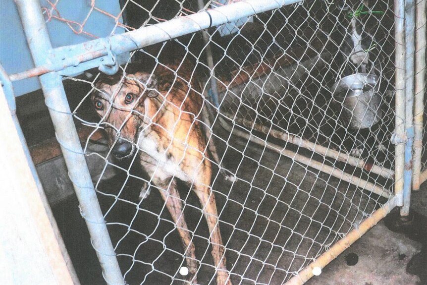 A greyhound in a kennel.