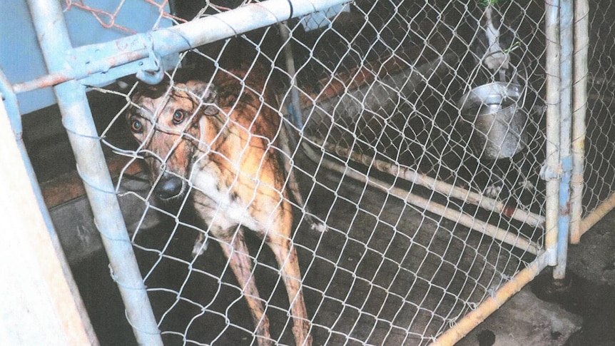 A greyhound in a kennel.