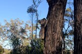 koala looks out from his tree
