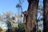 koala looks out from his tree