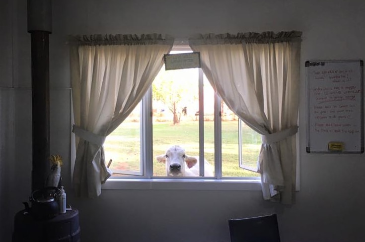 Cow looks in window of house