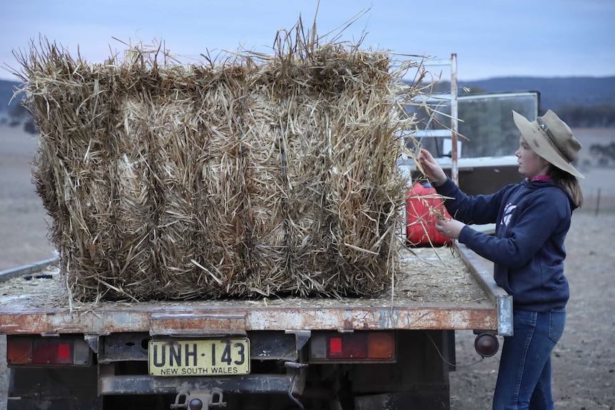 Hay on the back of a ute