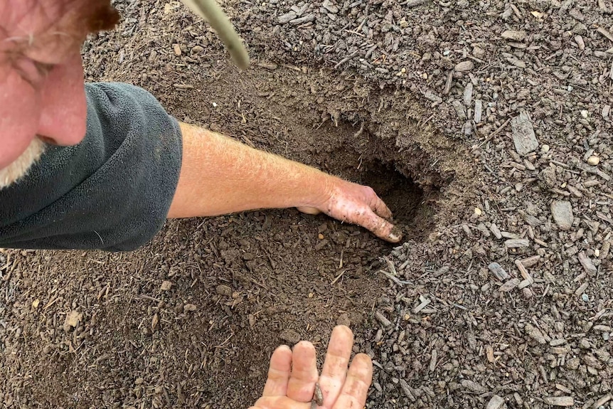 A farmer digs into soil looking for worms