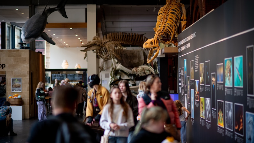 People walking and looking at museum exhibit. Bones of dinosaurs and animals hang from the ceiling.