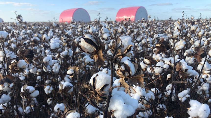 cotton growing in a field, with red plastic covered bales in the background.