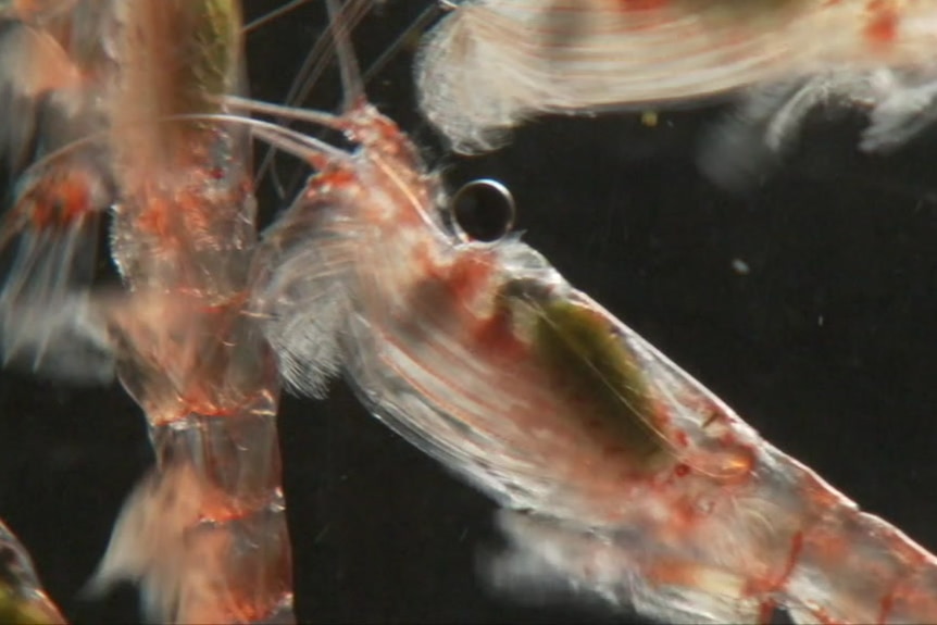 Krill being tested by AAD.