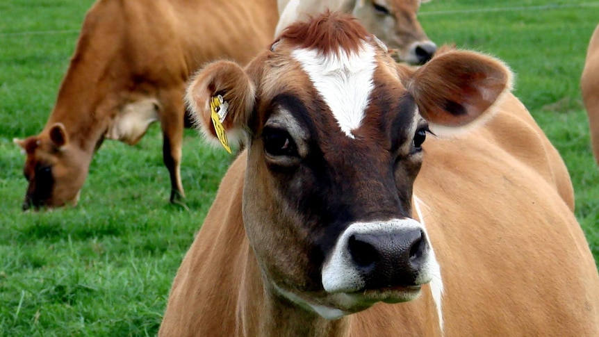 A jersey cow on a Lockyer Valley dairy farm.
