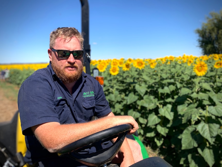 A man is sitting on his tractor in a sunflower field.