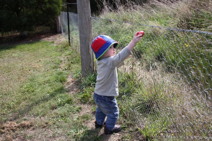 A child reaches for an easter egg has been placed in the wiring of a cyclone fence.