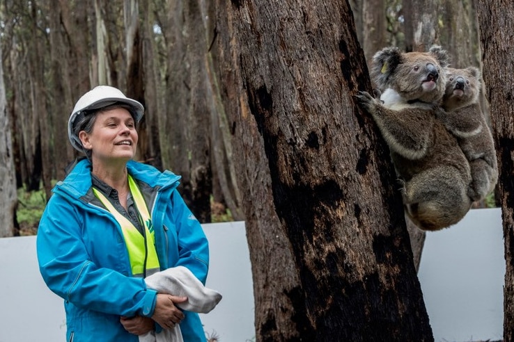 Dr Kellie Leigh with released koalas.