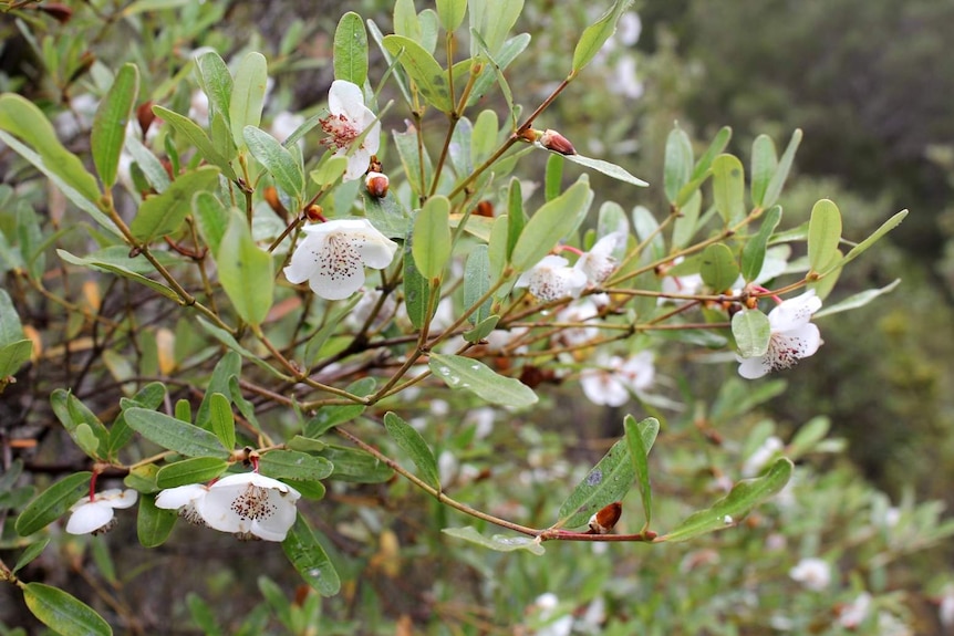 Leatherwood flowers bloom in Tasmania.