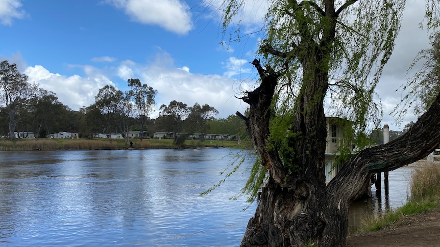 A heavily pruned tree stands on the bank of a river