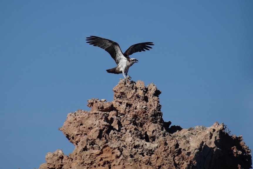 Osprey bird, wings outstretched, about to land on a nest on a rocky outcrop, blue sky