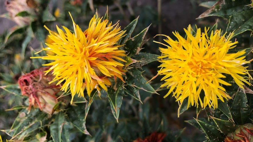 A close-up shot of a bright yellow flower with spiky leaves.