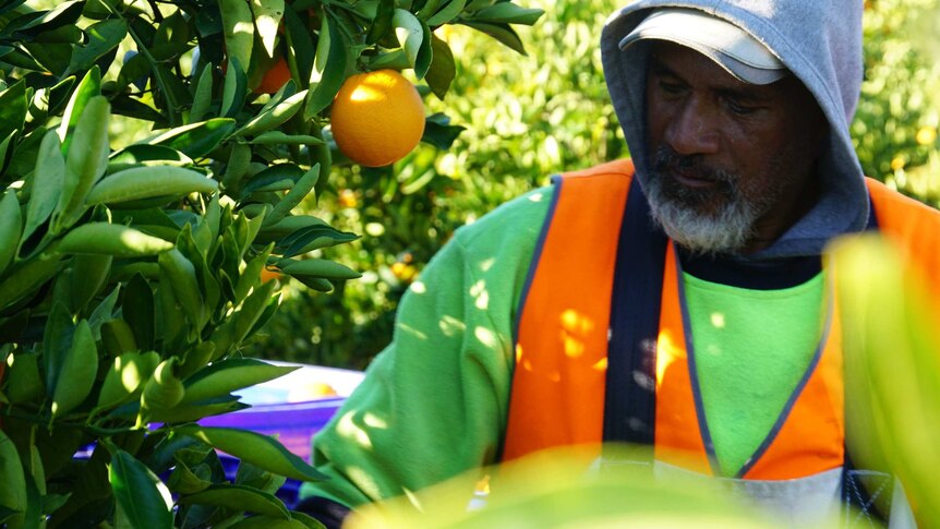 A worker picks oranges in the Moora Citrus orchard.