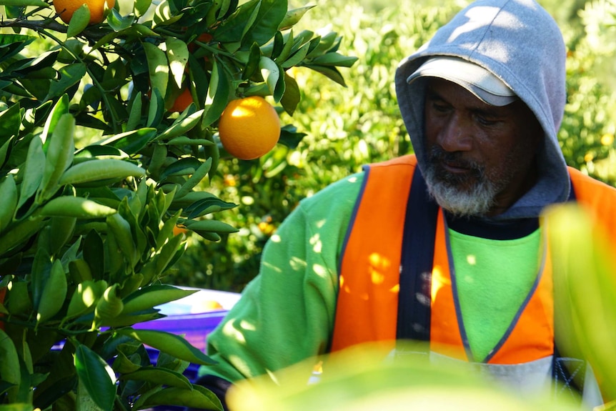 A worker picks oranges in the Moora Citrus orchard.