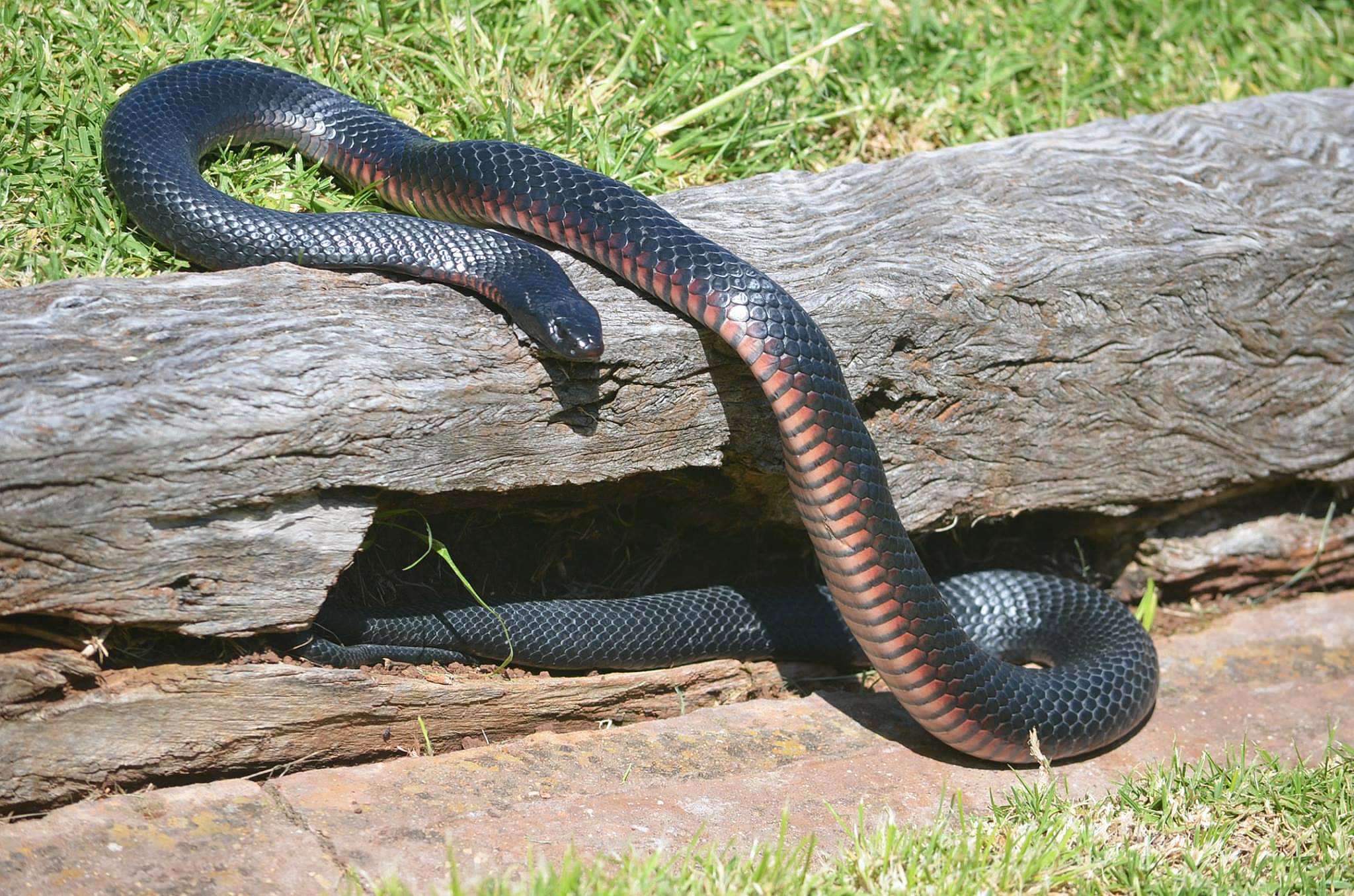Red bellied black snake the beefs. Змея краснобрюхий полоз. Змея краснобрюхий аспид. Red bellied black snake the beefs. Змеи австралии.