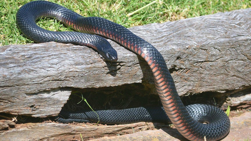 Red-belly black snake removed from north-eastern suburbs