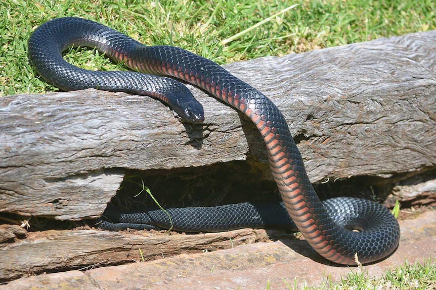 A red-belly black snake on a log.