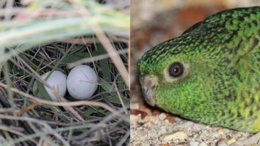 A composite image of small eggs in a nest and a green night parrot.