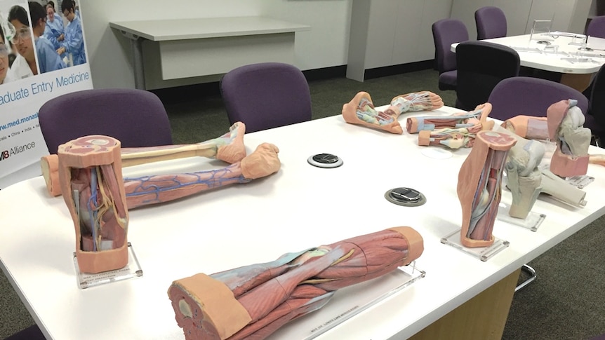 3D-printed replica body parts sitting on a white table, with purple chairs in the background.