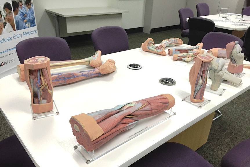 3D-printed replica body parts sitting on a white table, with purple chairs in the background.