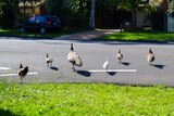 Mother peahen and and five baby peafowls crossing a road