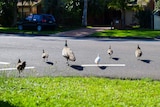 Mother peahen and and five baby peafowls crossing a road