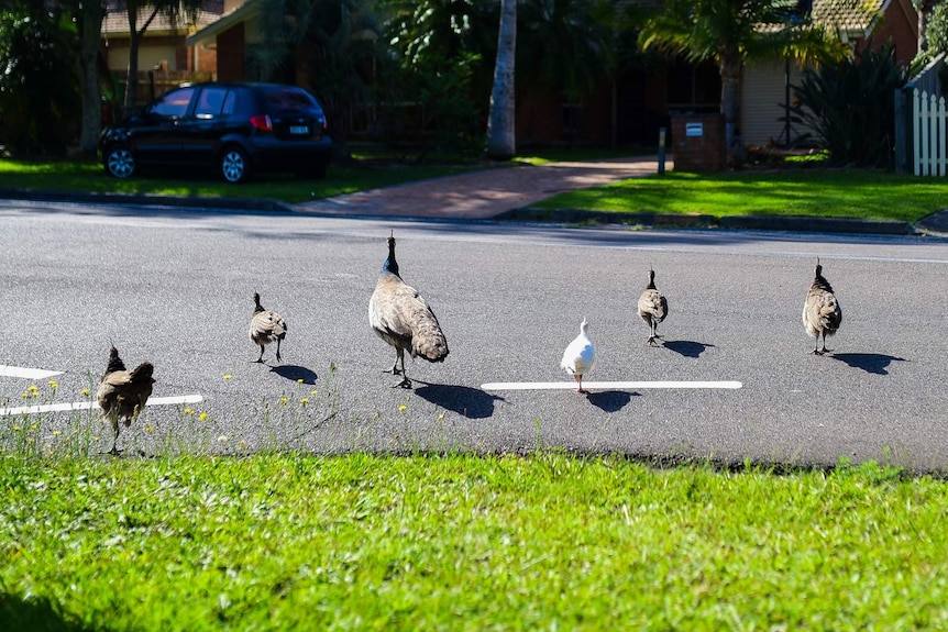 Mother peahen and and five baby peafowls crossing a road