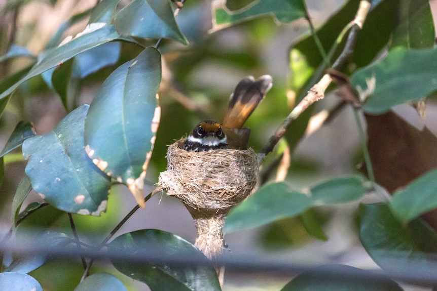 The rufous fantail sits on its nest, Iluka, NSW.