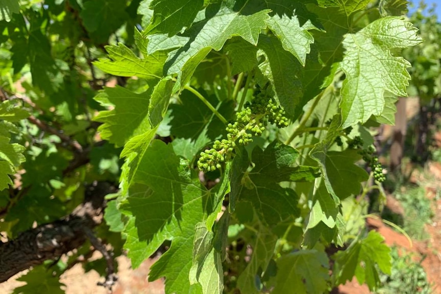 Green leaves with small budding grapes