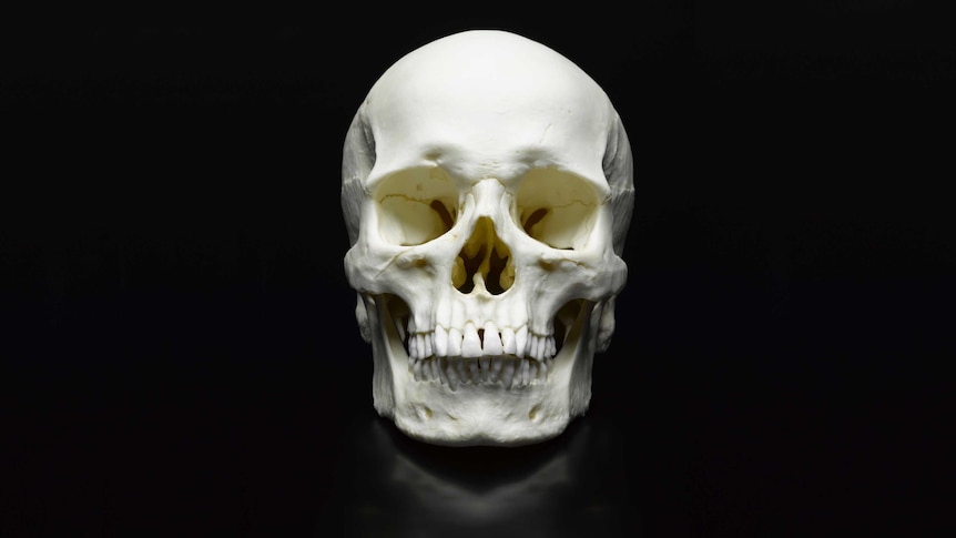 Human skull on black backdrop